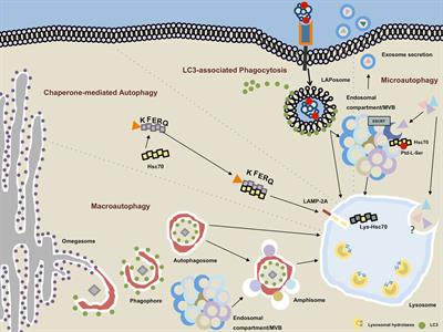 Autophagy and Autophagy-Related Proteins in CNS Autoimmunity